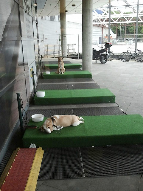 ikea-germany-now-has-parking-lots-for-dogs.jpg ikea-germany-now-has-parking-lots-for-dogs.jpg