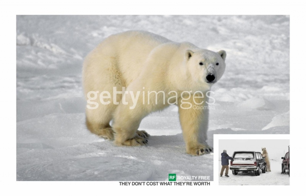royalty-free-images-getty-bear.jpg royalty-free-images-getty-bear.jpg