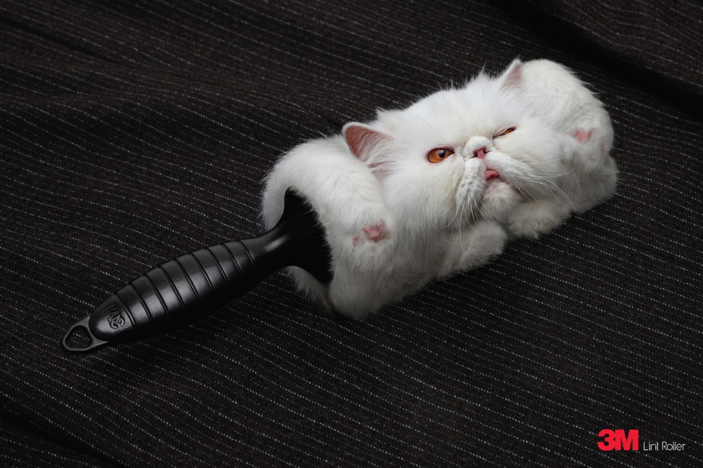 3M-Cat.jpeg 3M-Cat.jpeg